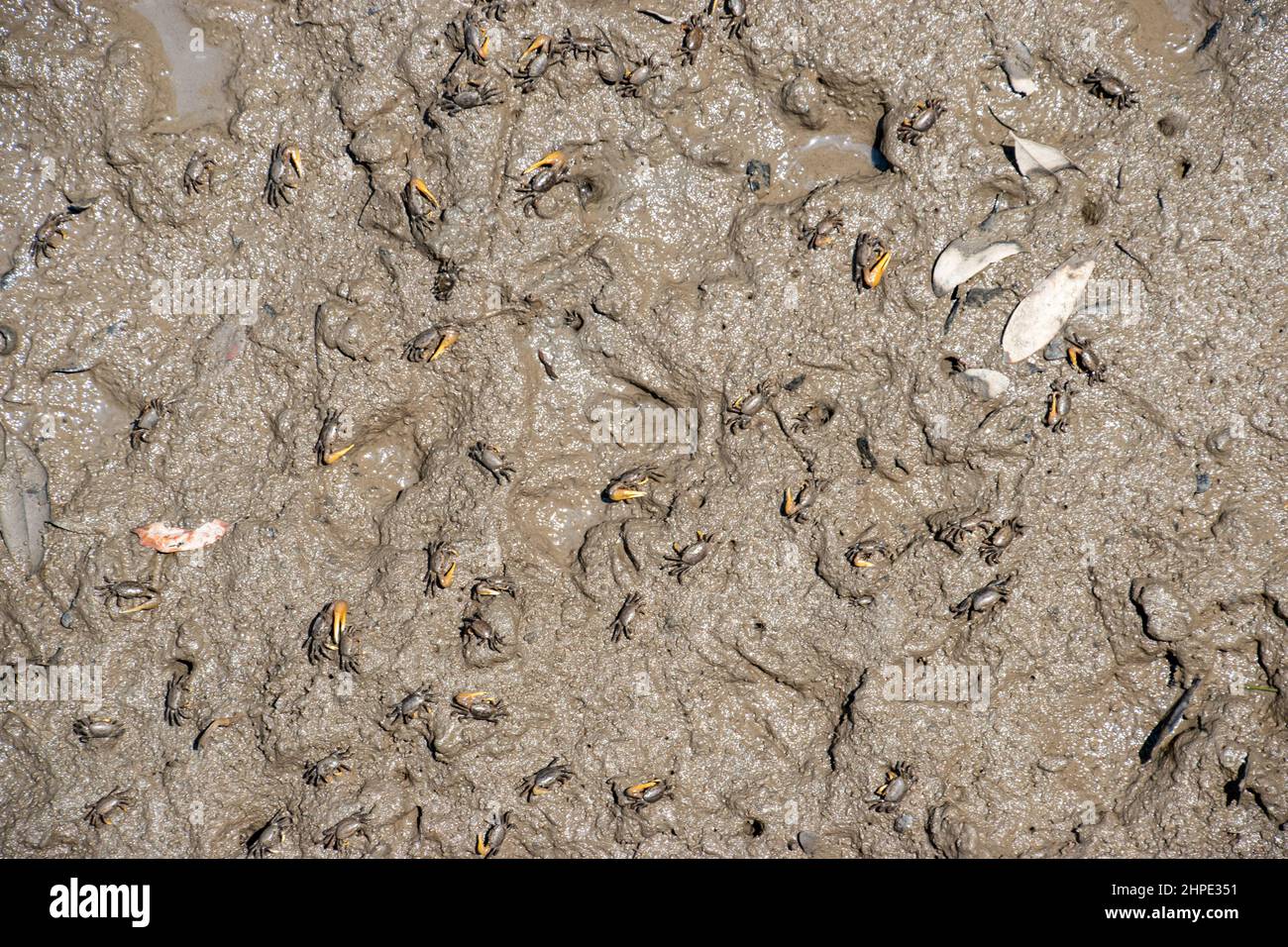 Charleston, South Carolina pluffmud with small crabs Stock Photo