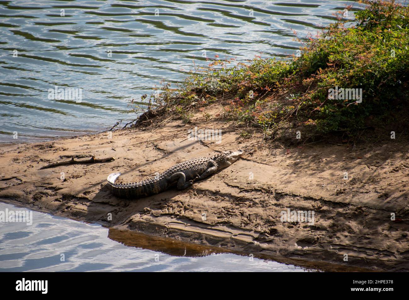 A single American alligator sunbathing on the banks of the Broad River in Columbia, SC Stock Photo
