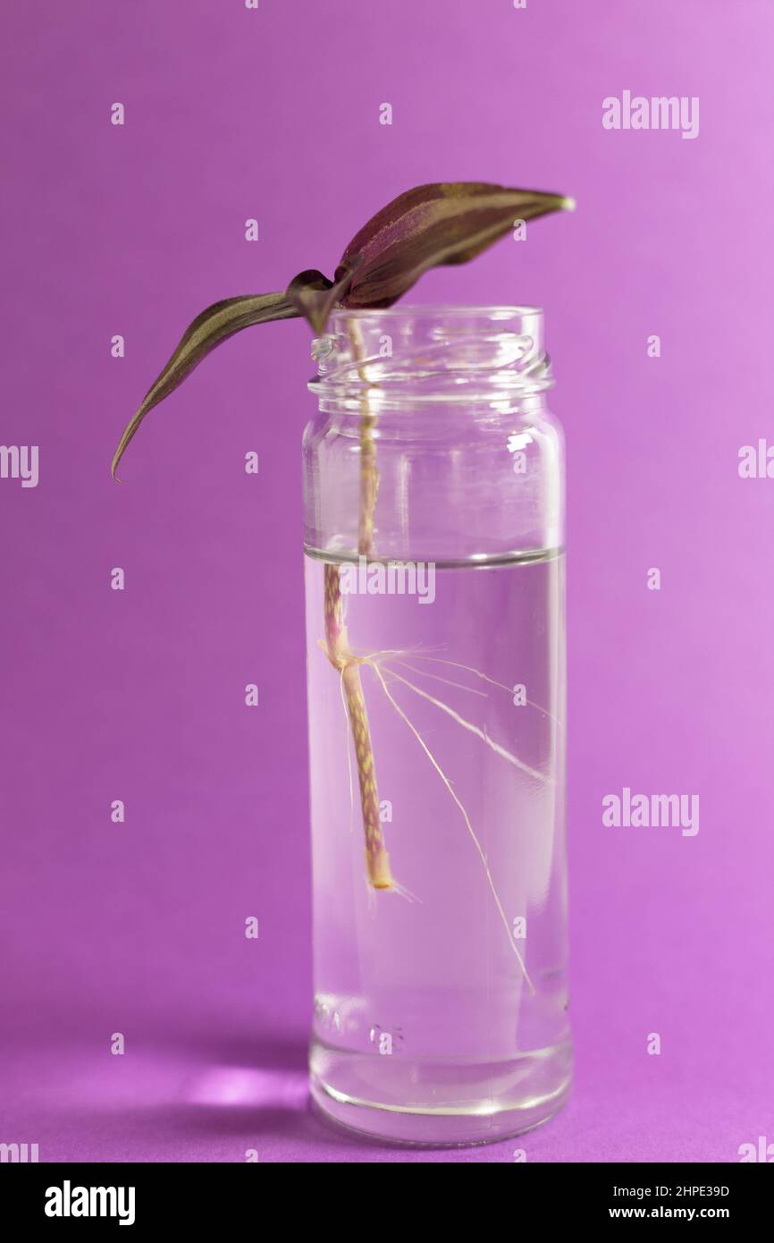 Roots growing on a cutting in a glass jar of a Tradescantia zebrina - silver inch plant. Stock Photo