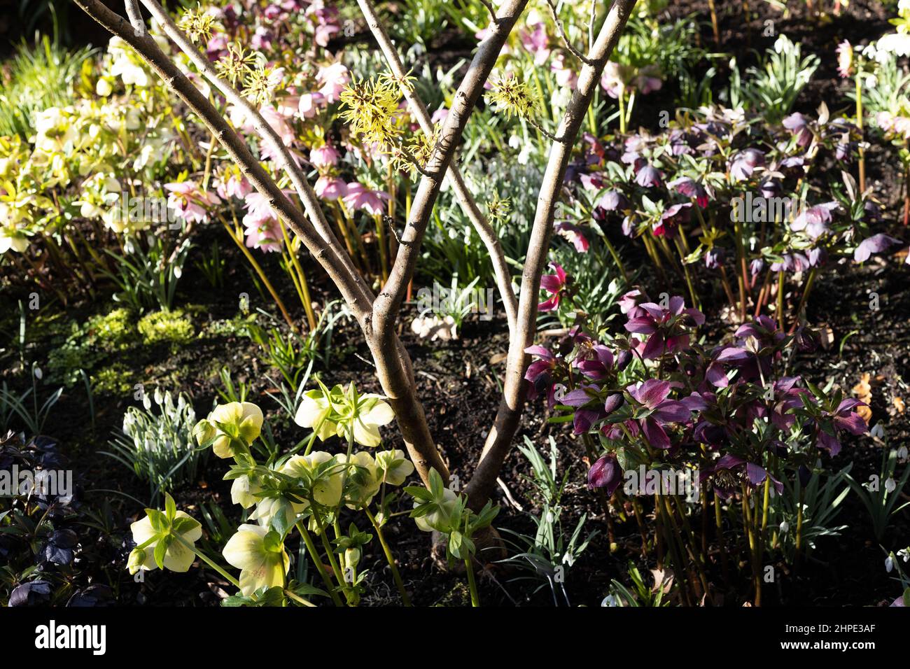 Multicolored hellebore flowers under a witch hazel tree Stock Photo Alamy