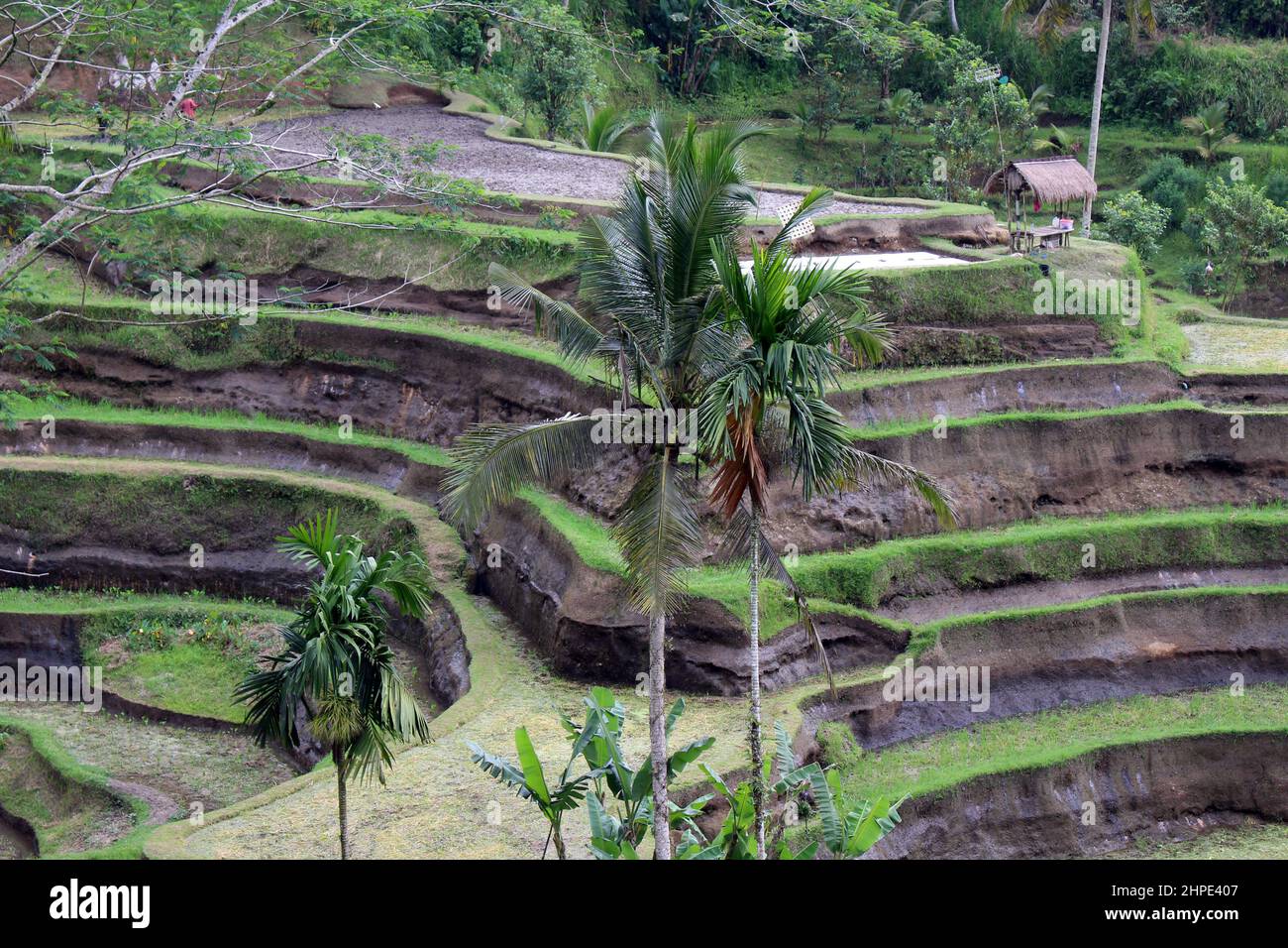 Tegallalang rice terrace in Ubud and the farmer hut without tourists in Bali. Taken January 2022. Stock Photo