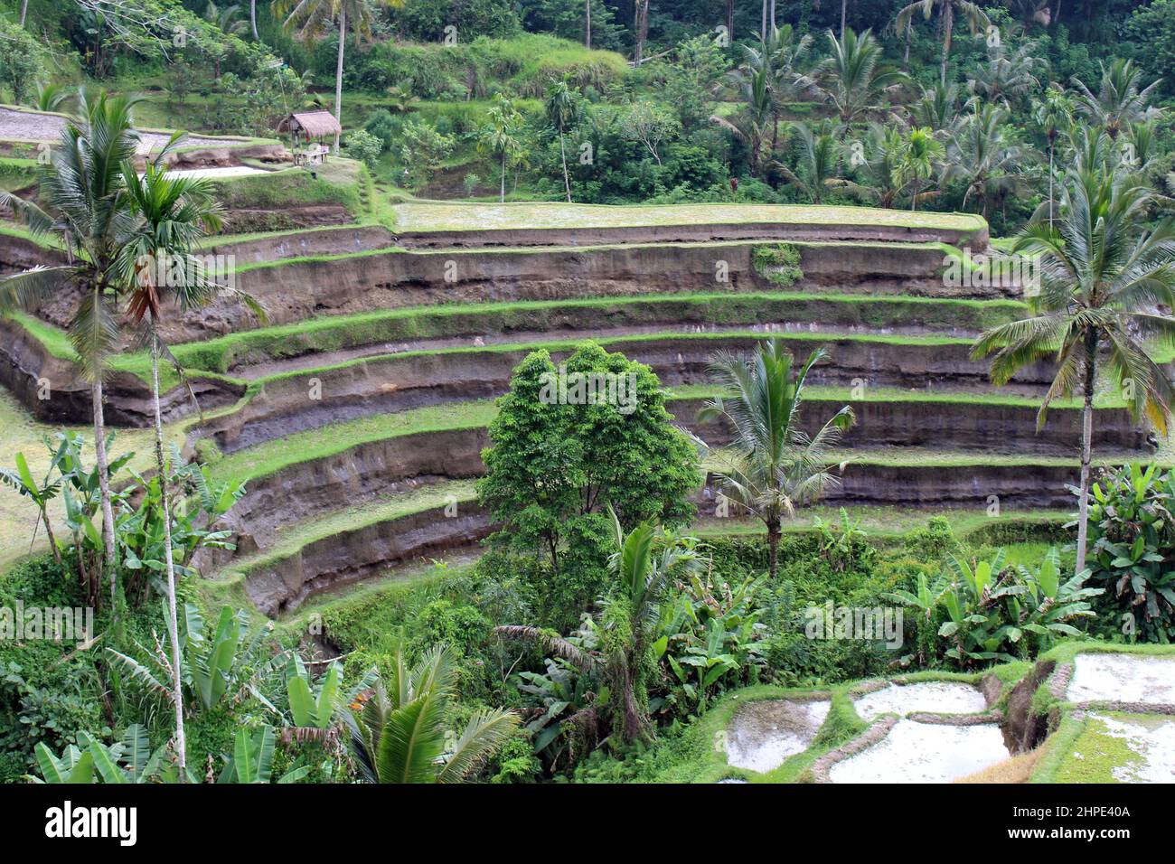 Tegallalang rice terrace in Ubud and the farmer hut without tourists in Bali. Taken January 2022. Stock Photo