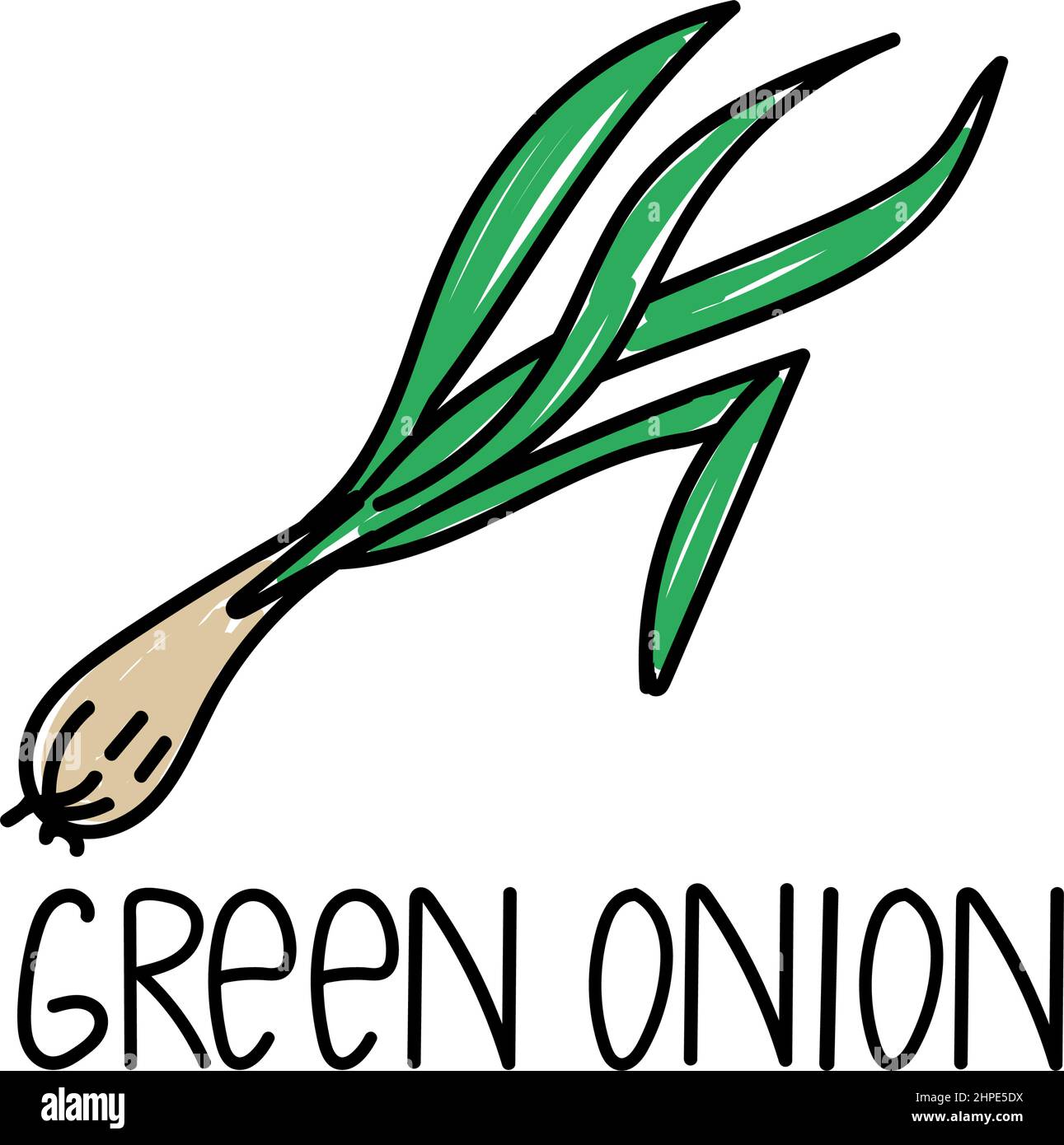 Onion schnitt Stock Vector Images Alamy