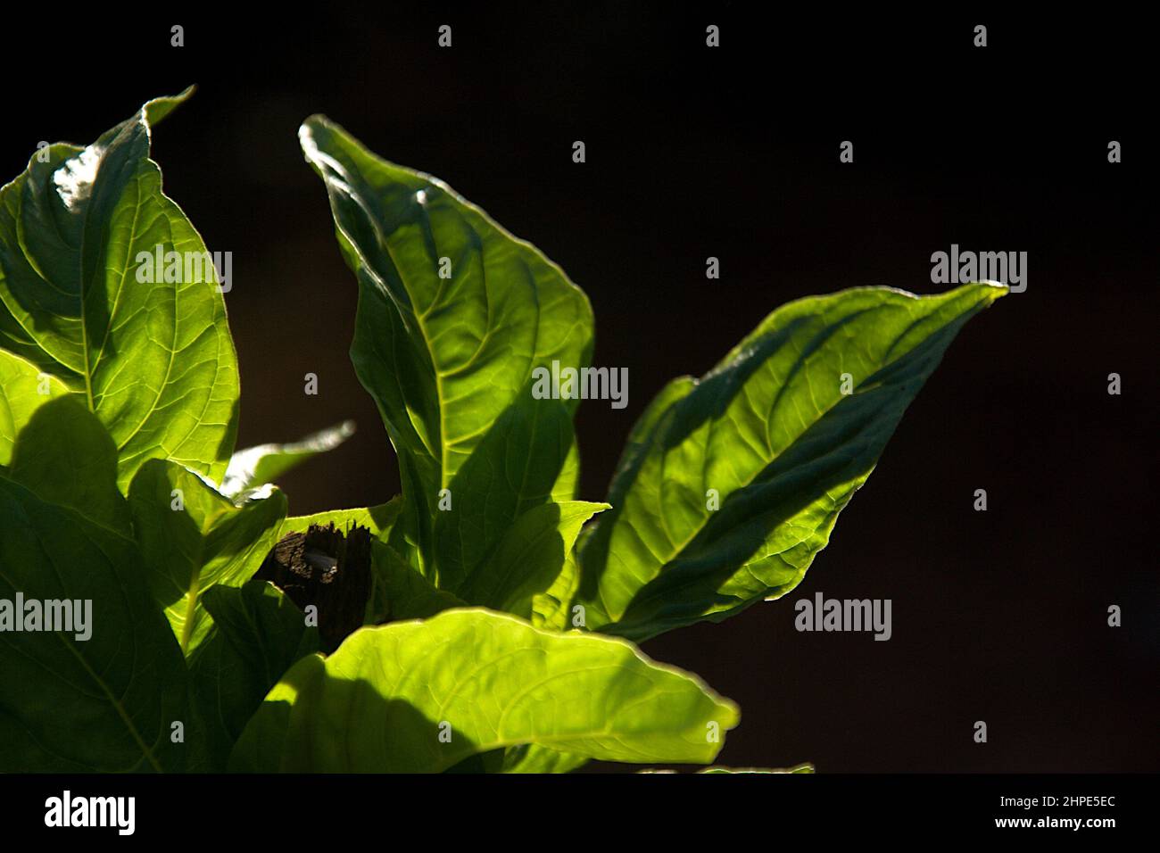 Play light and shadow on green leaves shot against light on dark black background Stock Photo
