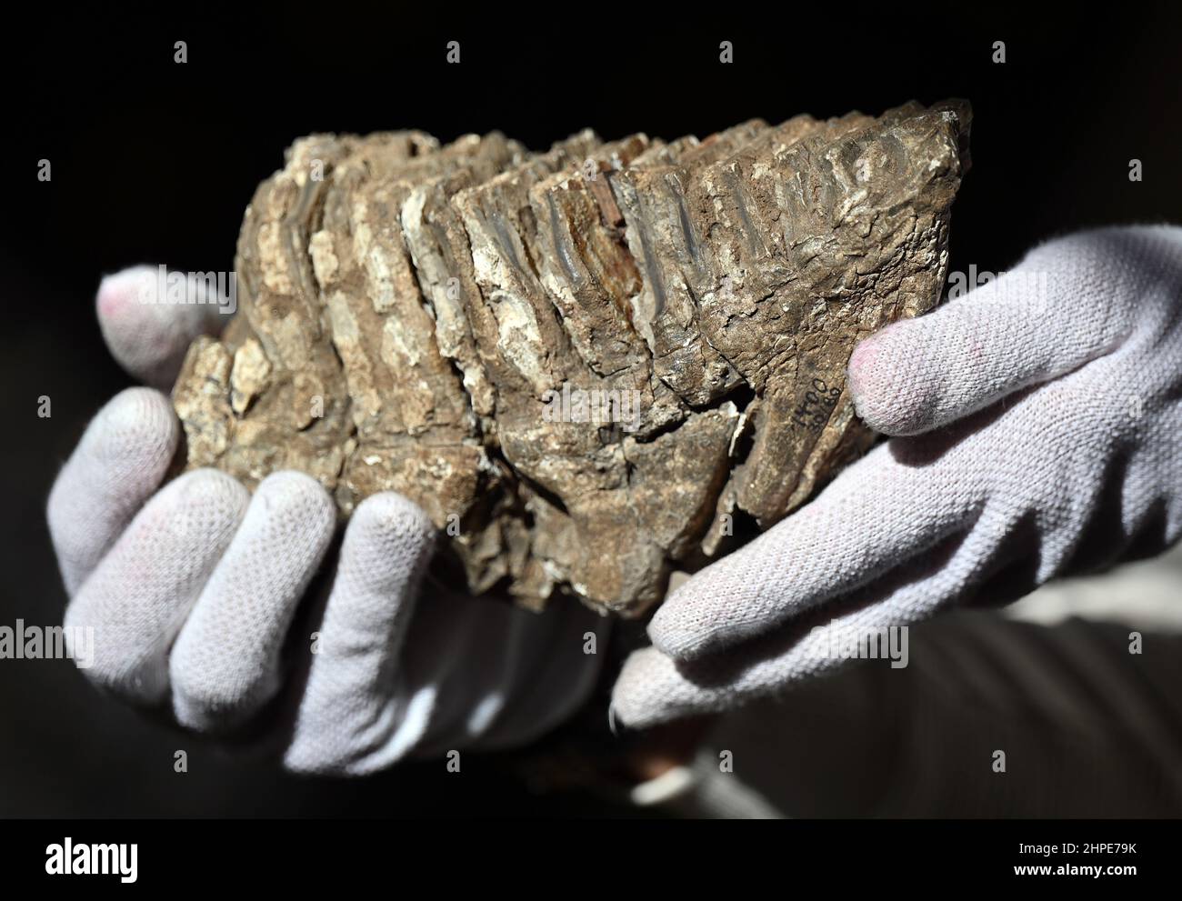 Gera, Germany. 17th Feb, 2022. The molar tooth of a mammoth is presented in the Gera Natural History Museum. A total of twelve ancient mammoth teeth from the Natural History Museum in Gera are to be restored this year. With the help of lottery funds from the Free State and some company donations, the required 6500 euros have been collected, according to the Geraer Mineralien- und Fossilienfreunde association. (to dpa 'Ancient mammoth teeth saved by fundraising campaign') Credit: Martin Schutt/dpa-Zentralbild/dpa/Alamy Live News Stock Photo
