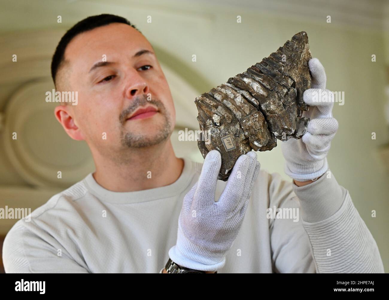Gera, Germany. 17th Feb, 2022. Frank Hrouda, museum educator, looks at the molar tooth of a mammoth in the Gera Natural History Museum. A total of twelve ancient mammoth teeth from the Natural History Museum in Gera are to be restored this year. With the help of lottery funds from the Free State and some company donations, the Geraer Mineralien- und Fossilienfreunde (Gera Friends of Minerals and Fossils) association says it has raised the 6,500 euros needed for the project. (to dpa 'Ancient mammoth teeth saved by fundraising campaign') Credit: Martin Schutt/dpa-Zentralbild/dpa/Alamy Live News Stock Photo