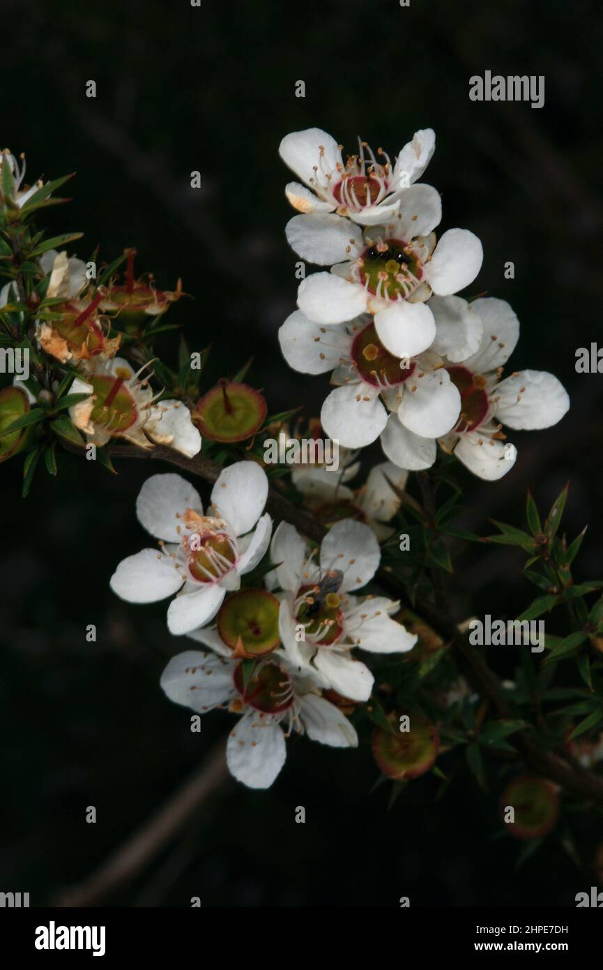 Prickly Tea Tree (Leptospermum Continentale) always makes a pretty photo - and it's really common. Found at Baluk Willam Reserve in Belgrave South. Stock Photo