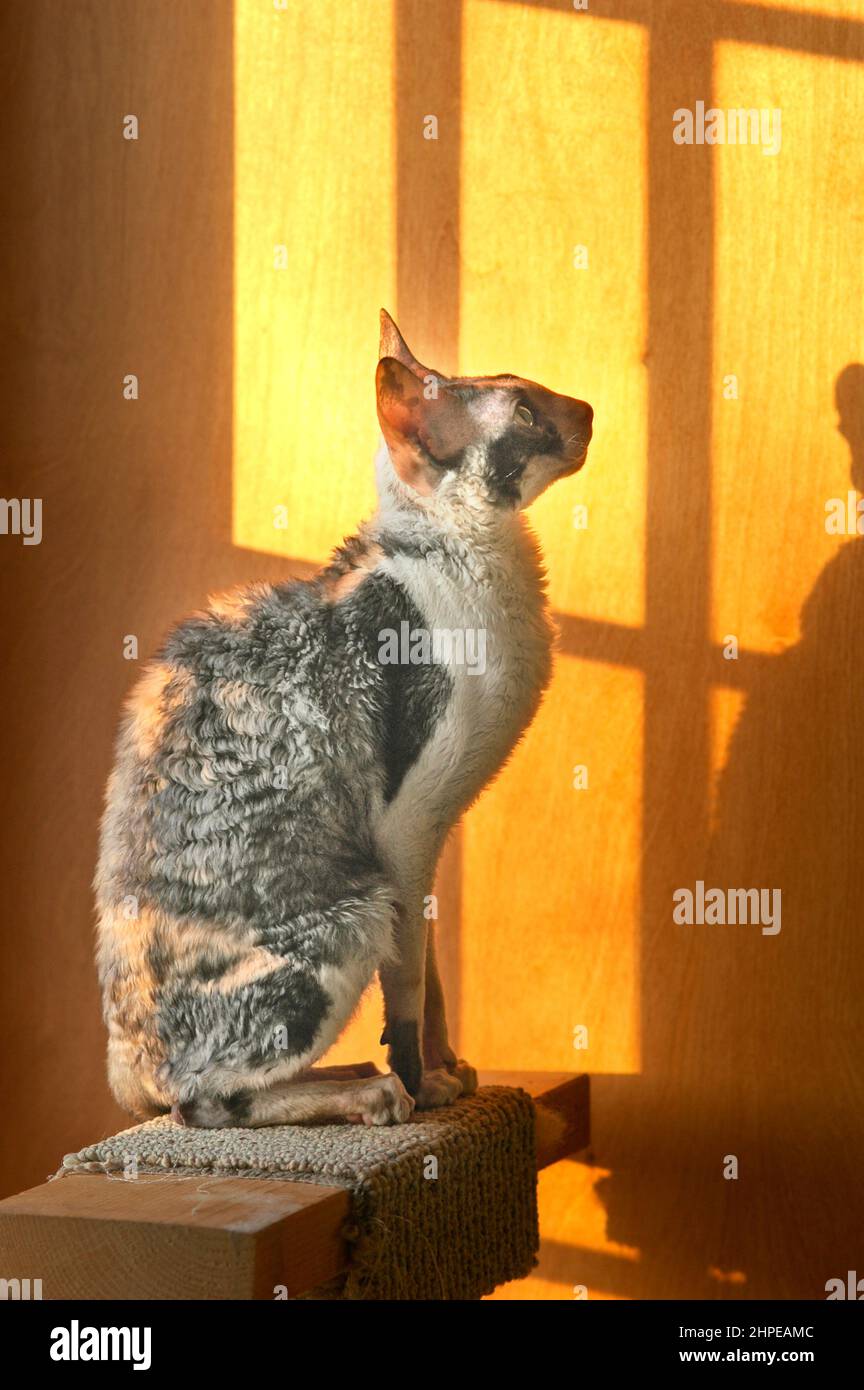 Cornish Rex female calico show Cat enjoying sitting in the sun as it sets Stock Photo