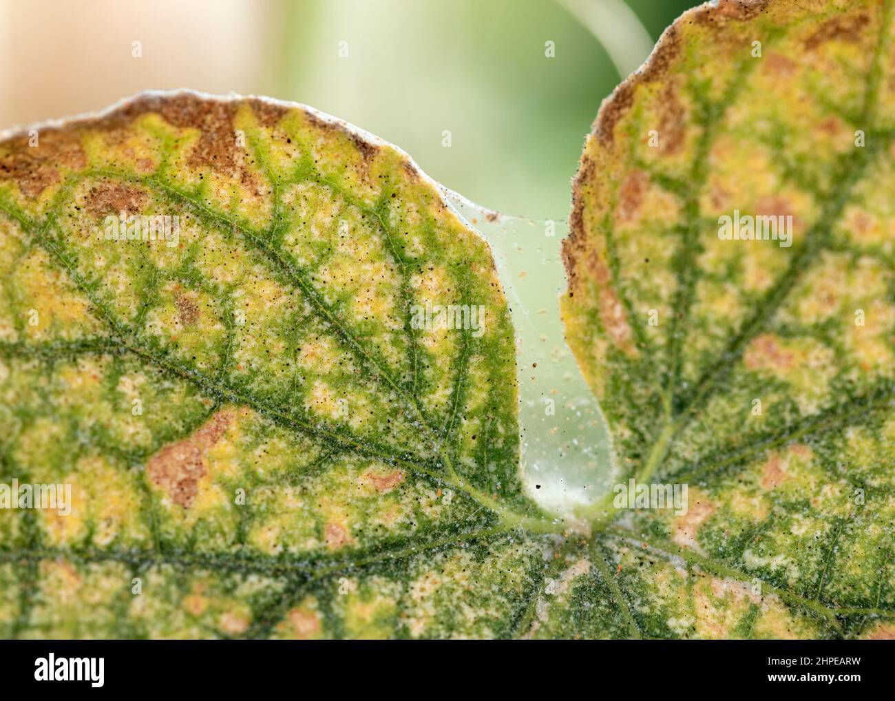 Visible cobweb, eggs, excrements and spider mites on yellow infected leaves of cucumber, selective photo. Stock Photo