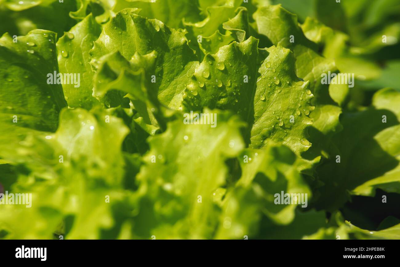 spring green fresh lettuce with dew drops Stock Photo