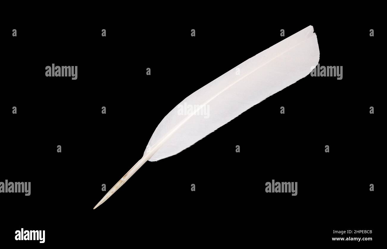 white feather isolated on black background Stock Photo