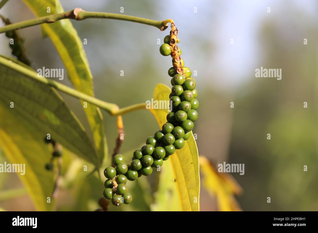 Black pepper growing in plant with green berries and leaves on a sunny day with natural