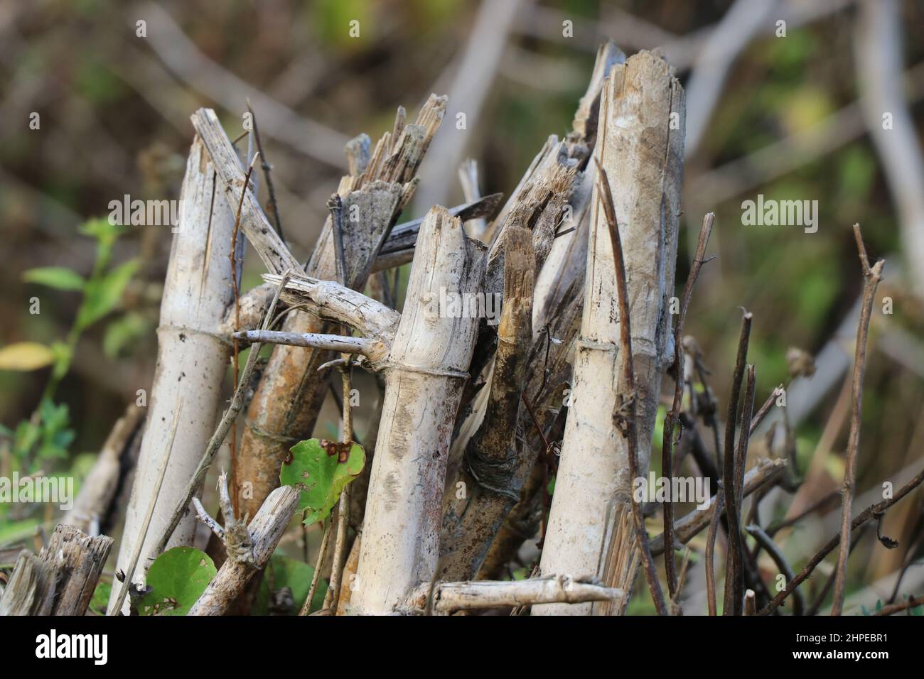 Bamboo stump hires stock photography and images Alamy
