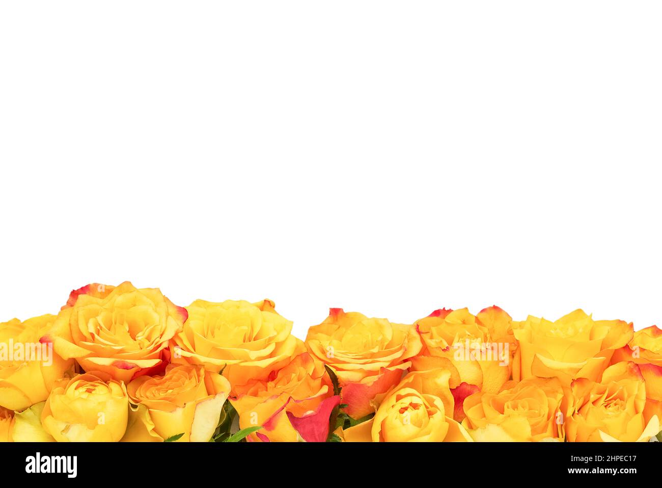 Bunch of yellow roses isolated on white background. Mother's day, Valentines Day, Birthday concept Stock Photo