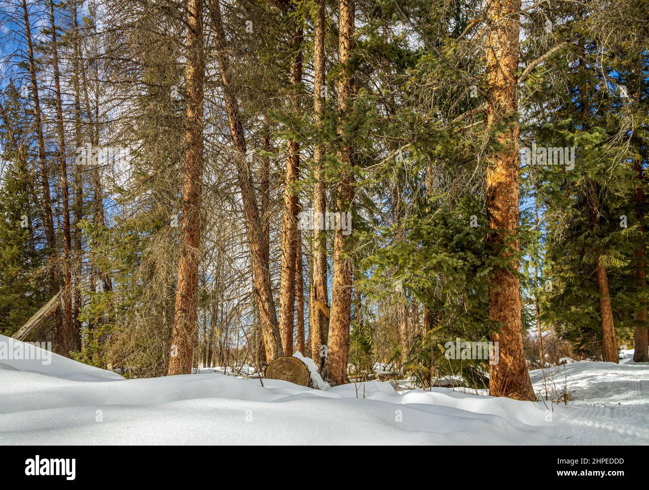 The Natural Beauty of Winter in Fraser, Colorado. Fraser River Trail