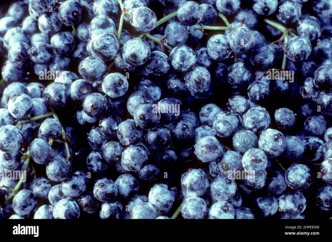 Blue elderberries (Sambucus glauca) Stock Photo