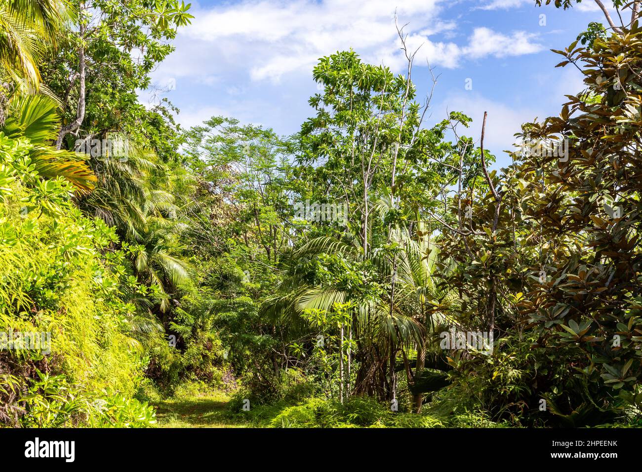 Lush tropical vegetation with endemic palm trees at Glacis Noire nature trail leading to the highest peak of Praslin Island - Mont Azore. Seychelles. Stock Photo