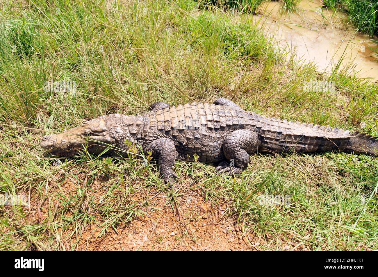 The Sacred Crocodiles of Bazoulé, Burkina Faso Stock Photo - Alamy