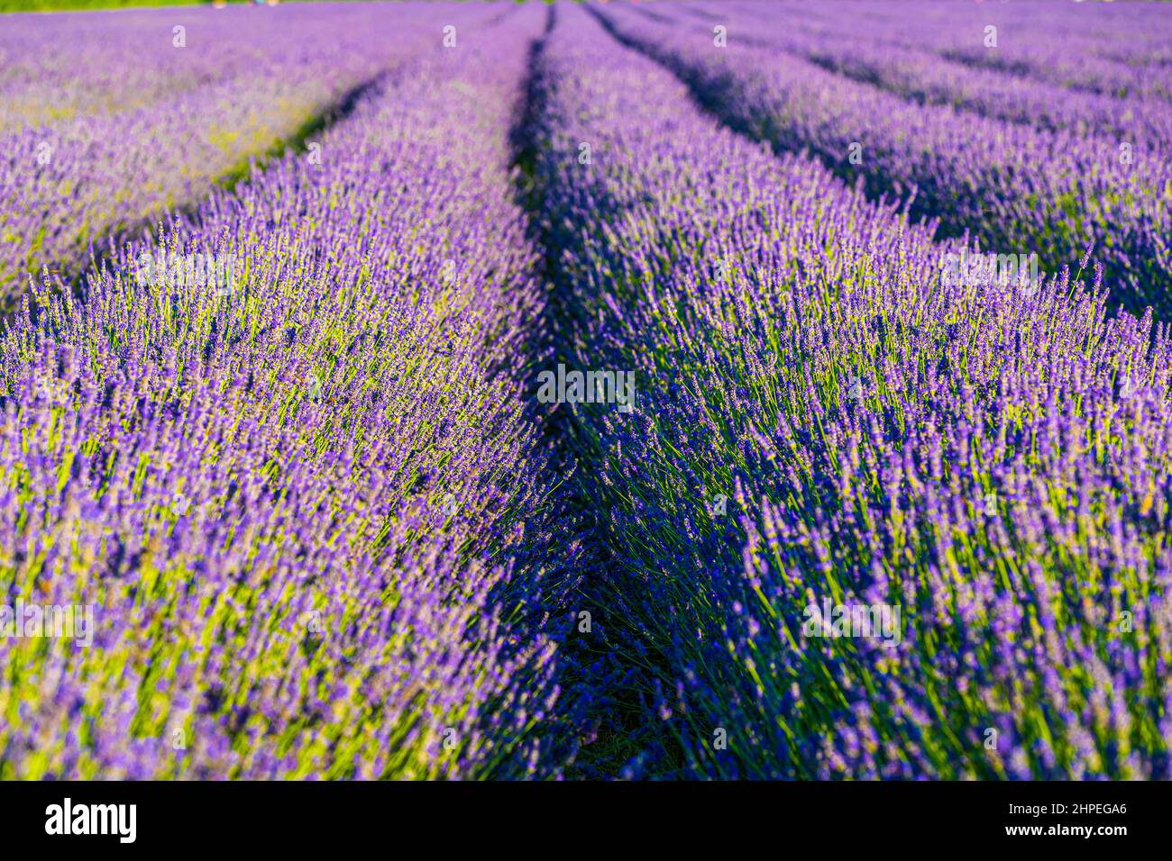 Italy Veneto Sacca degli Scardovari - Ca' Mello -Lavender field Stock Photo  - Alamy