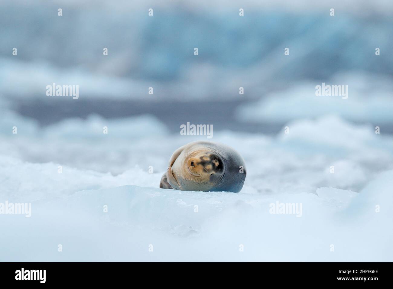 Bearded seal on blue and white ice in arctic Svalbard, with lift up fin. Wildlife scene in the nature. Stock Photo