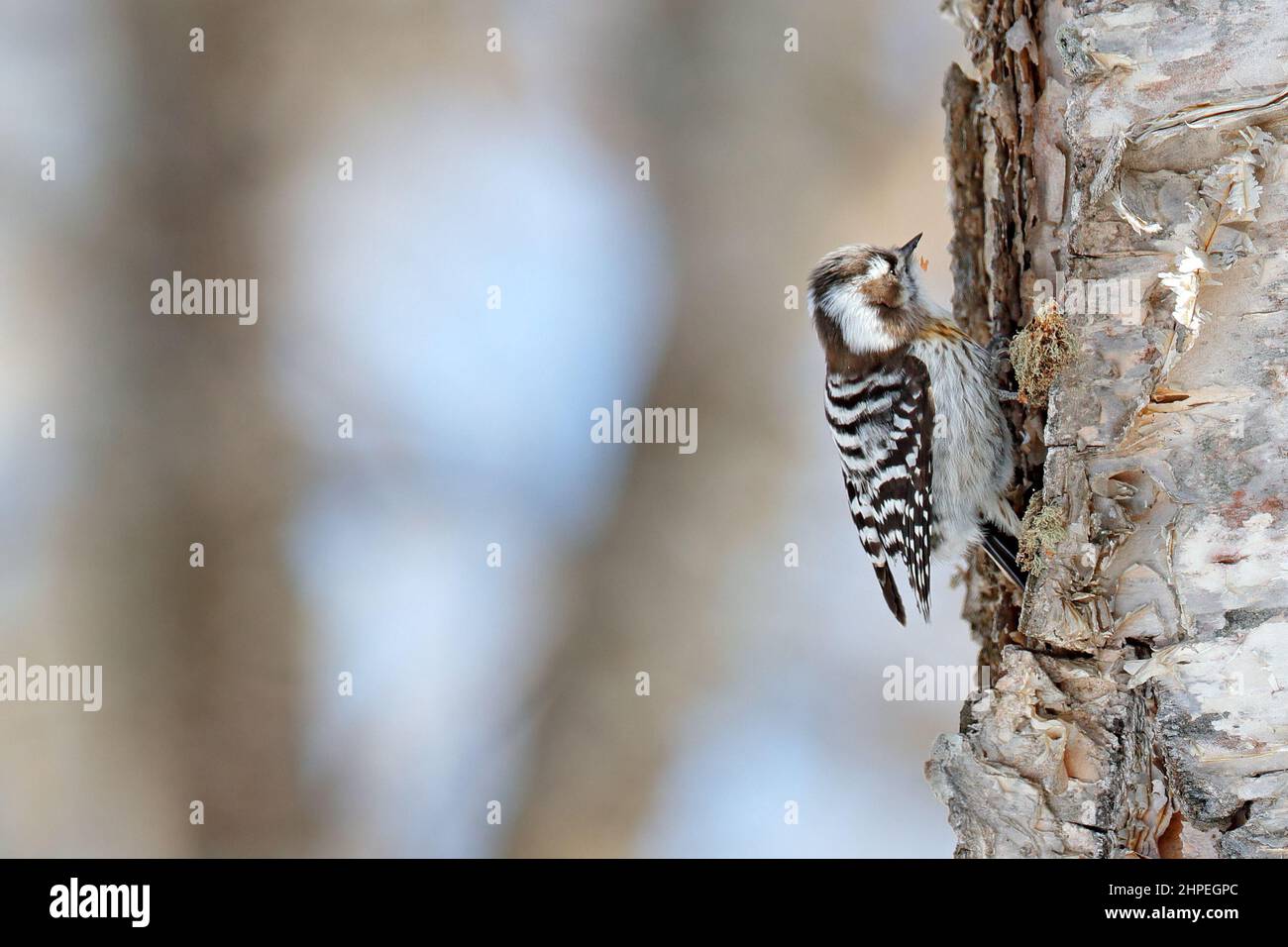 Japanese pygmy woodpecker, Dendrocopos kizuki, small bird on the birch tree in the winter forest. Pygmy woodpecker in the nature habitat, Hokkaido, Ja Stock Photo