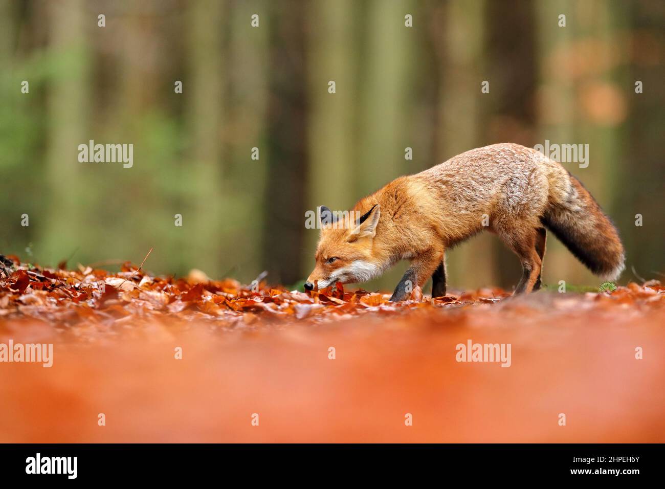 Red fox running on orange autumn leaves. Cute Red Fox, Vulpes vulpes in