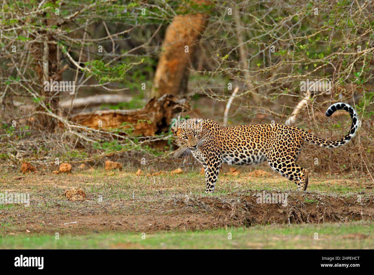 Walking Sri Lankan leopard, Panthera pardus kotiya. Big spotted wild cat in the nature habitat