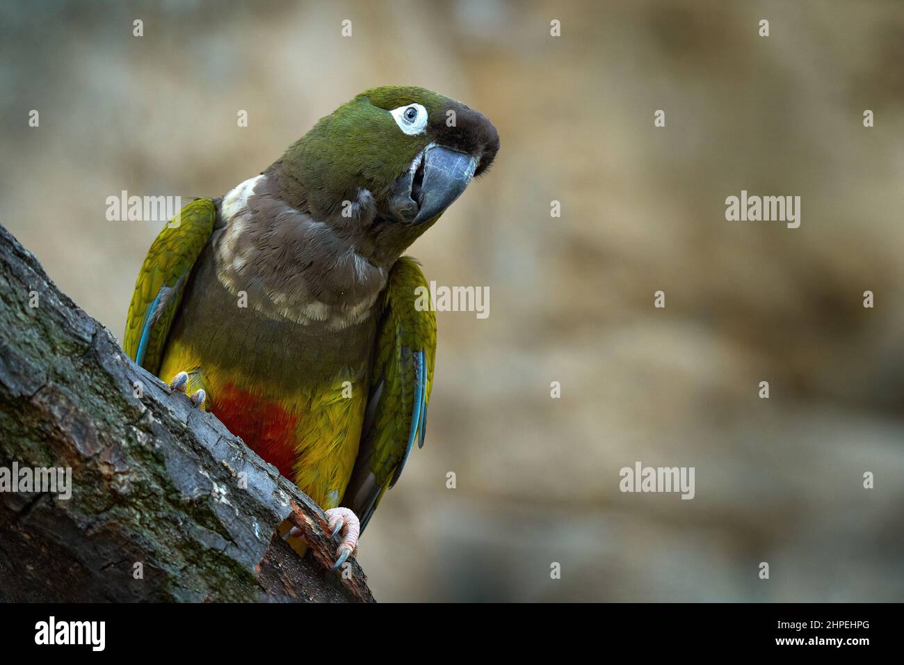 Burrowing parrot cyanoliseus patagonus hi-res stock photography and ...