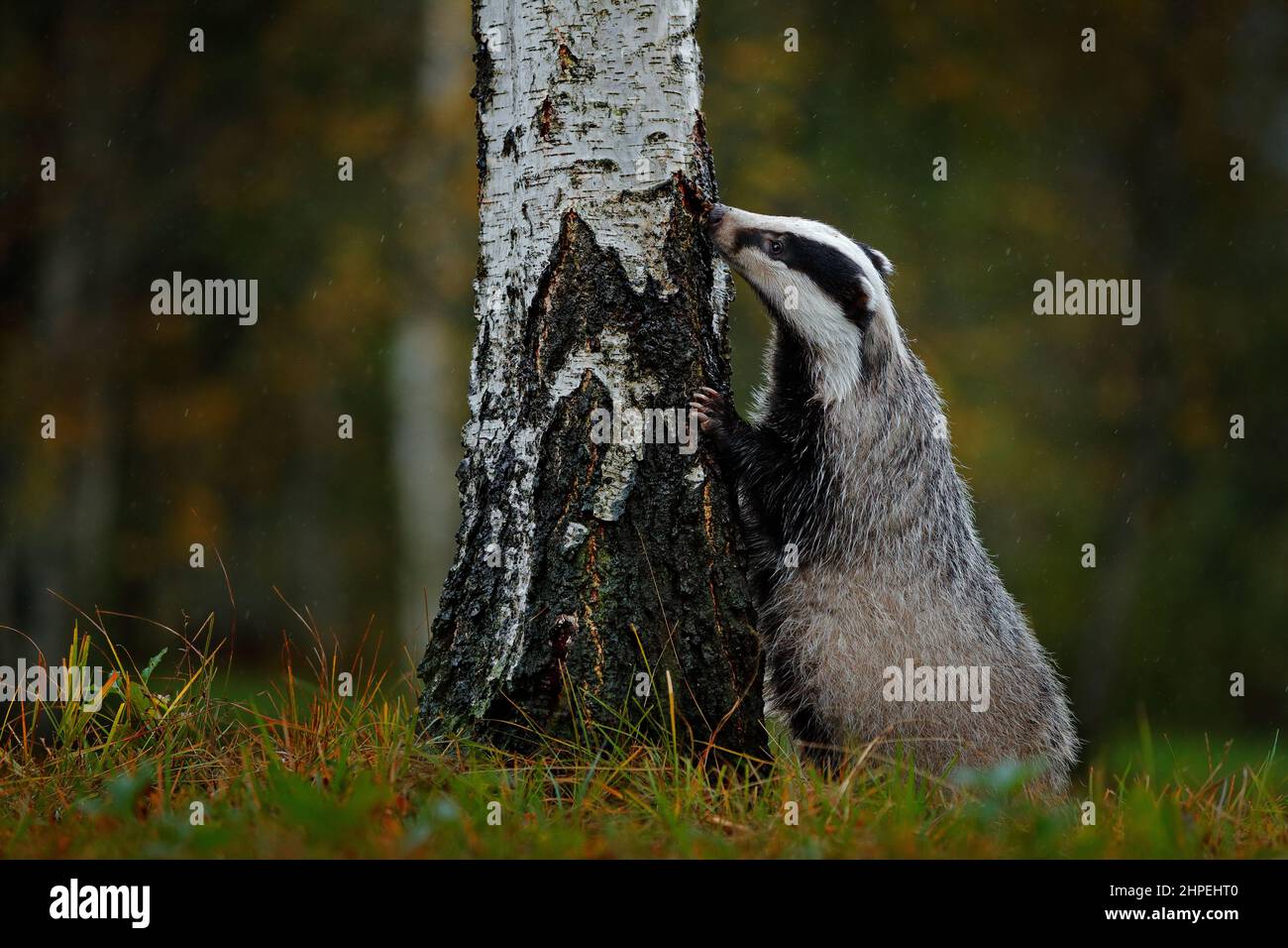 Badger in the forest. Hidden in bushes of cranberries. Nice wood in the background. Stock Photo