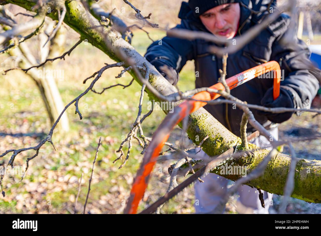 Elderly farmer, gardener is cutting strong branch of apple tree using bow saw in orchard at early springtime. Stock Photo