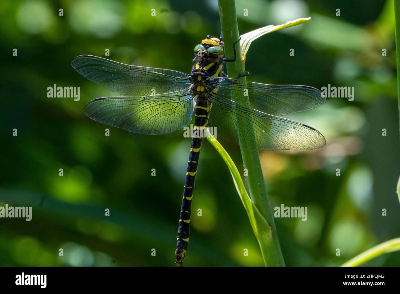 Closeup shot of a golden-ringed dragonfly Stock Photo