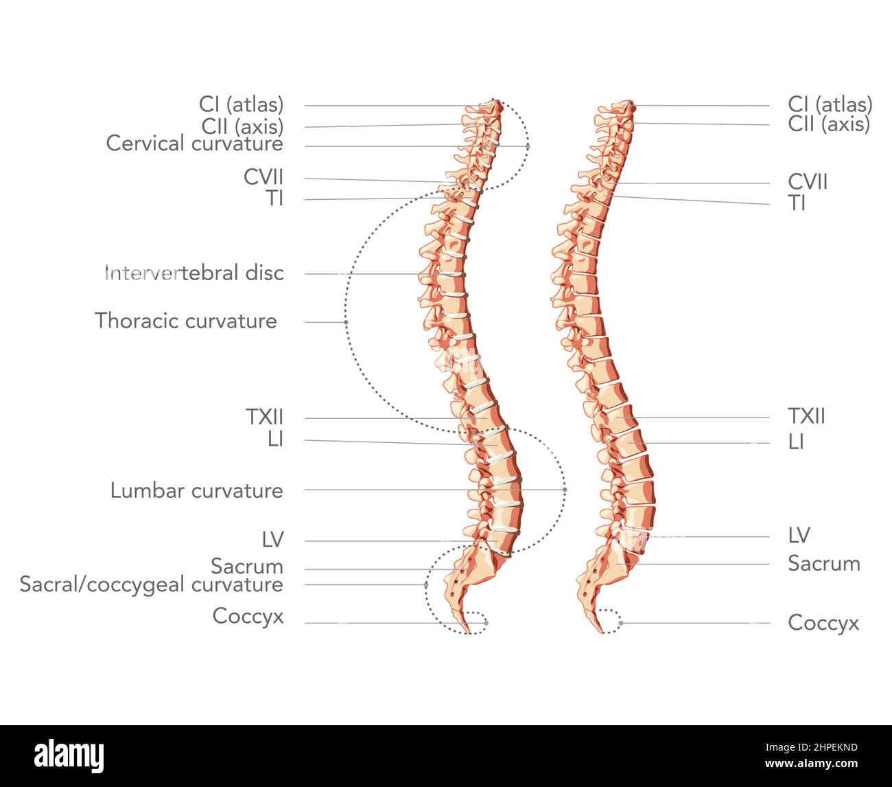 Human vertebral column in side view with main parts labeled, with and without Intervertebral disc. Vector flat realistic concept illustration in natural colours, spine isolated on white background. Stock Vector