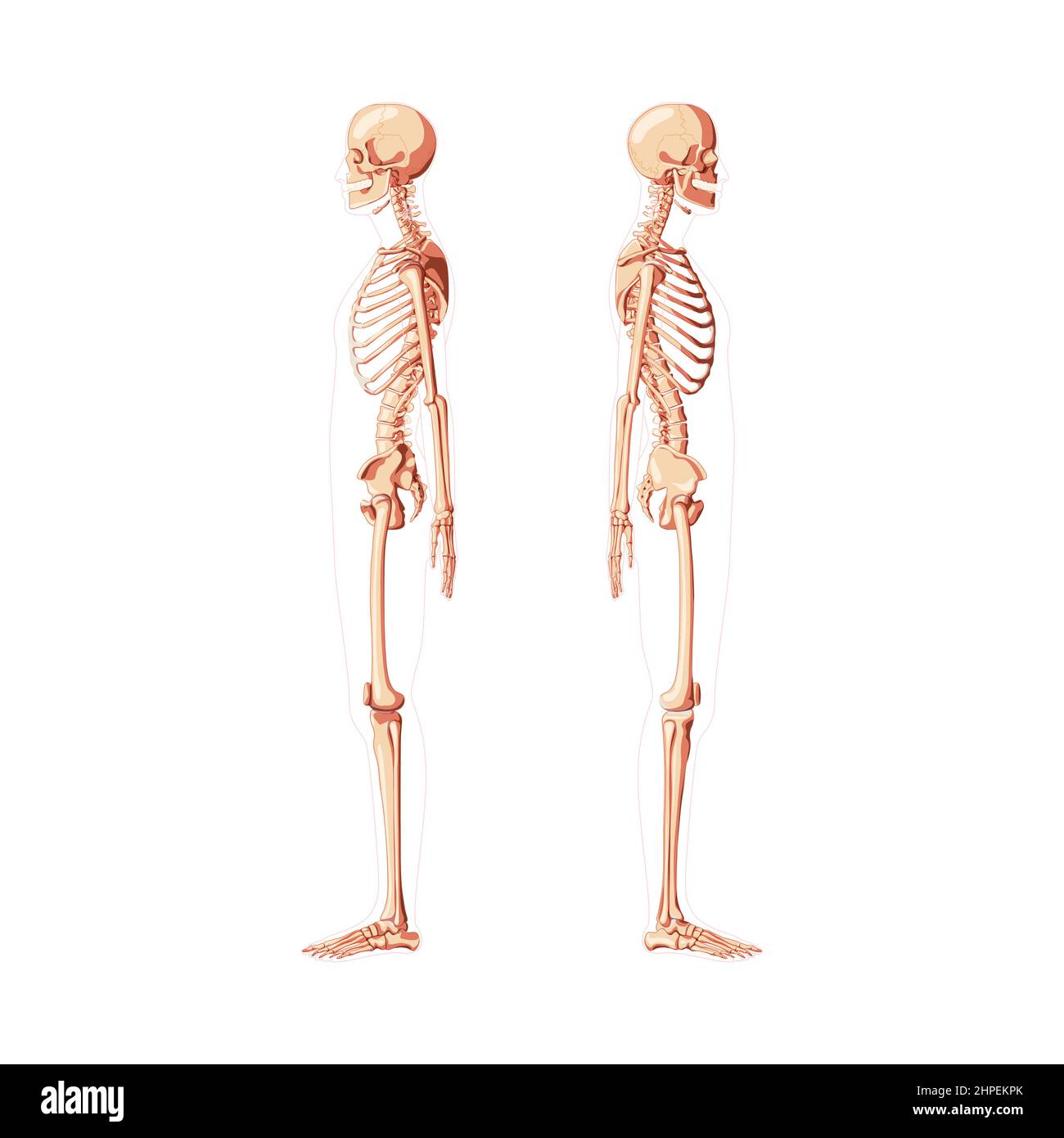 Skeleton Human diagram side view with different shade options. Set of realistic flat natural color medical bones concept Vector illustration didactic board of anatomy isolated on white background Stock Vector