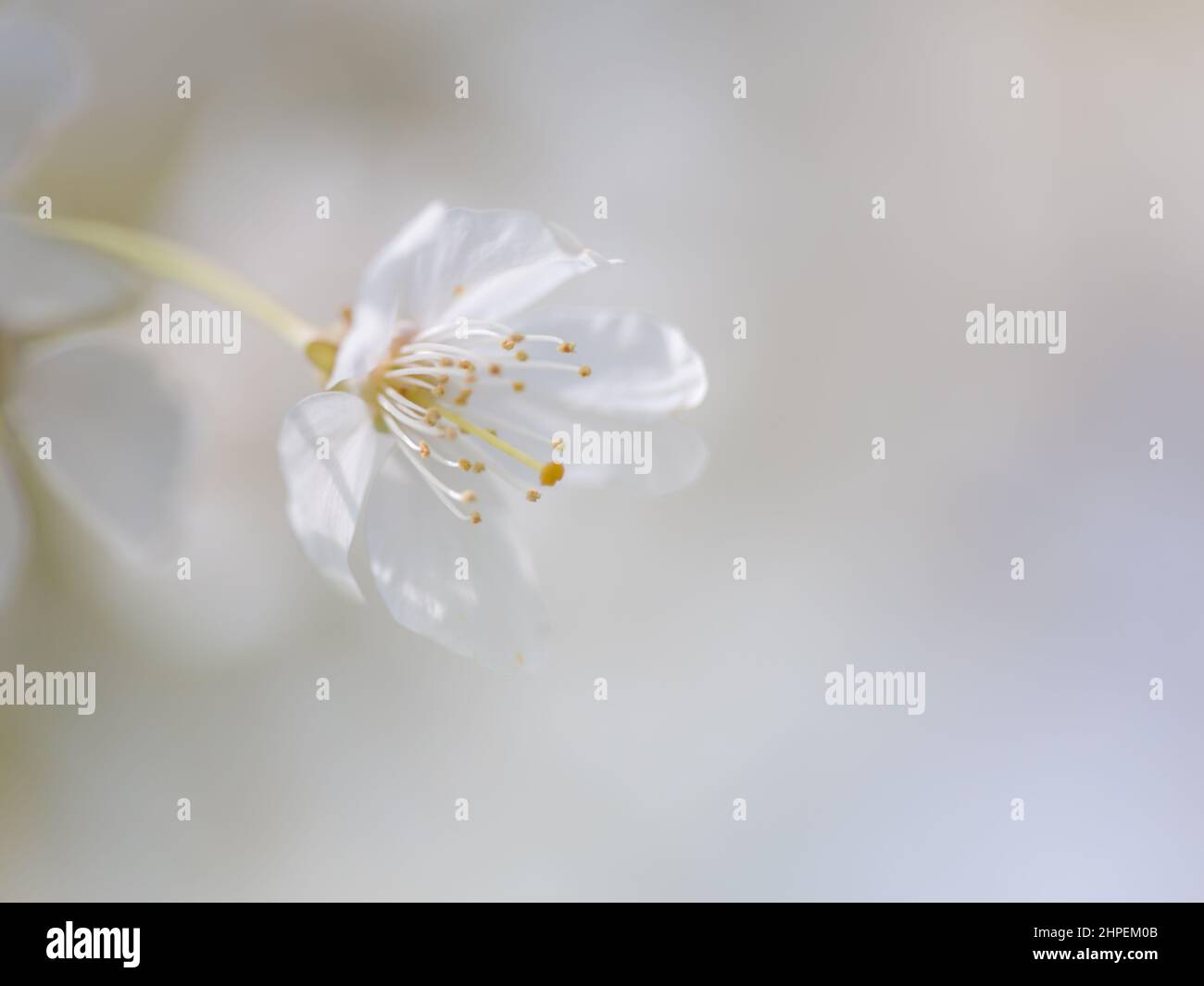 Delicate white blossom flower in spring Stock Photo