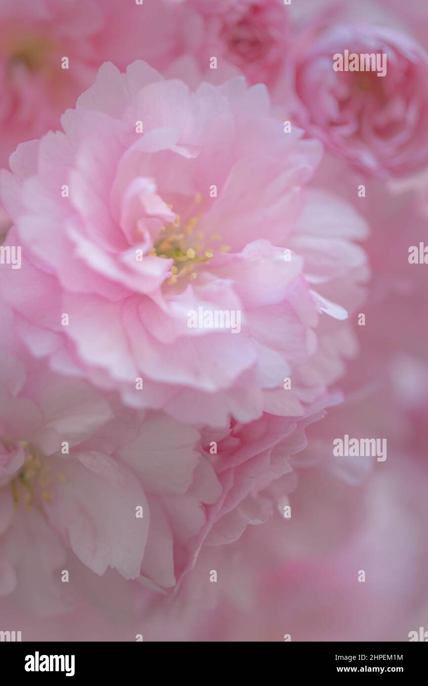 Soft pink cherry blossom in spring time Stock Photo