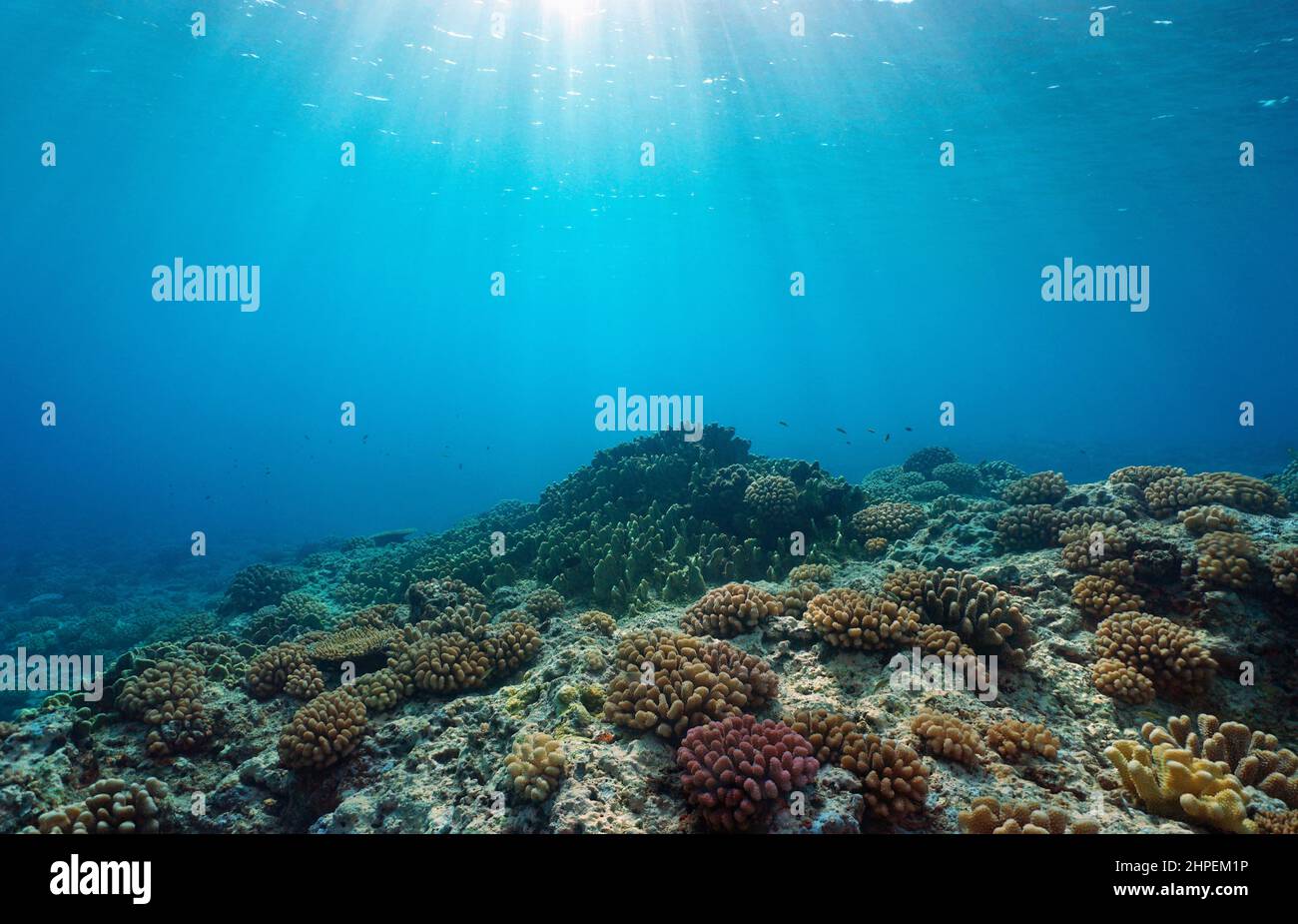 Coral reef ocean floor and natural sunlight underwater seascape, Pacific ocean, French Polynesia Stock Photo