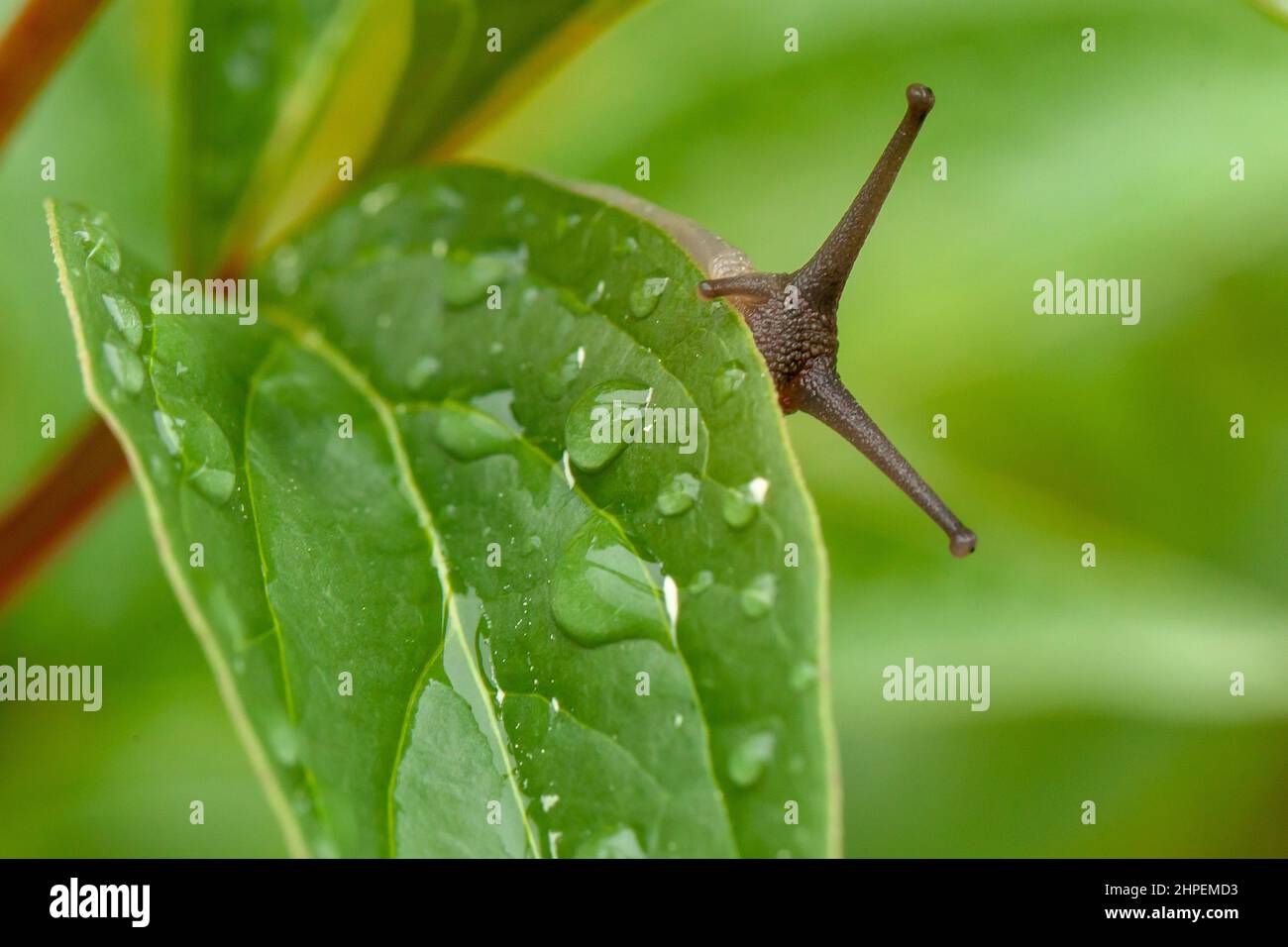 Cute garden snail close up peeking over a wet leaf. Stock Photo