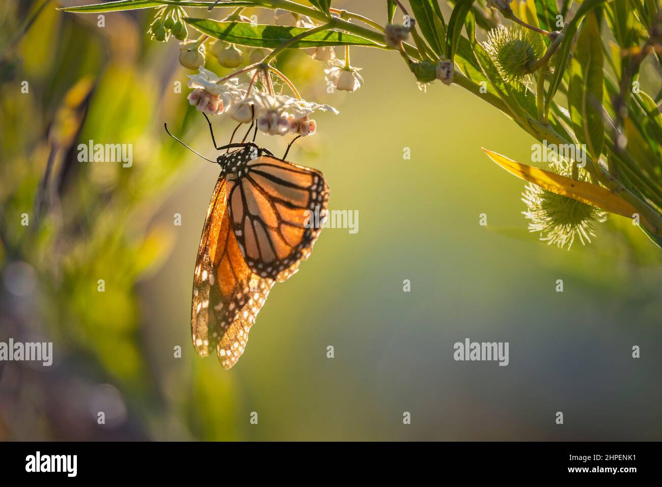 Monarch butterfly back-lit by the setting sun, feeding on swan plant flower nectars. Stock Photo