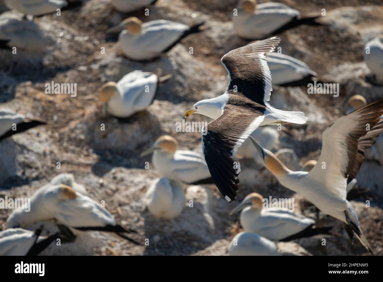 Gannet bird flying back to the colony. High angle view. Muriwai Gannet Colony, Auckland. Stock Photo