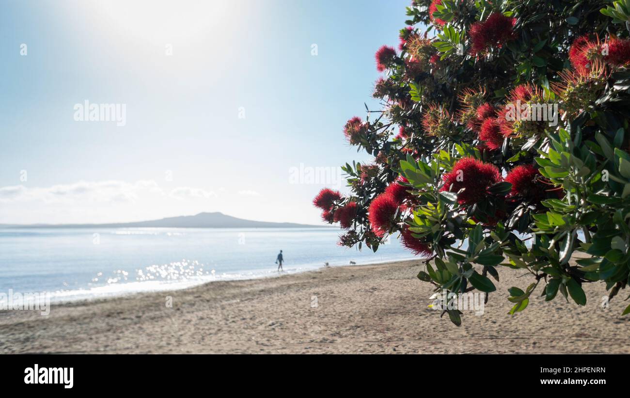 Pohutukawa trees in full bloom with Rangitoto Island in the background. Out-of-focus people and dog walking on Milford Beach, Auckland. Stock Photo