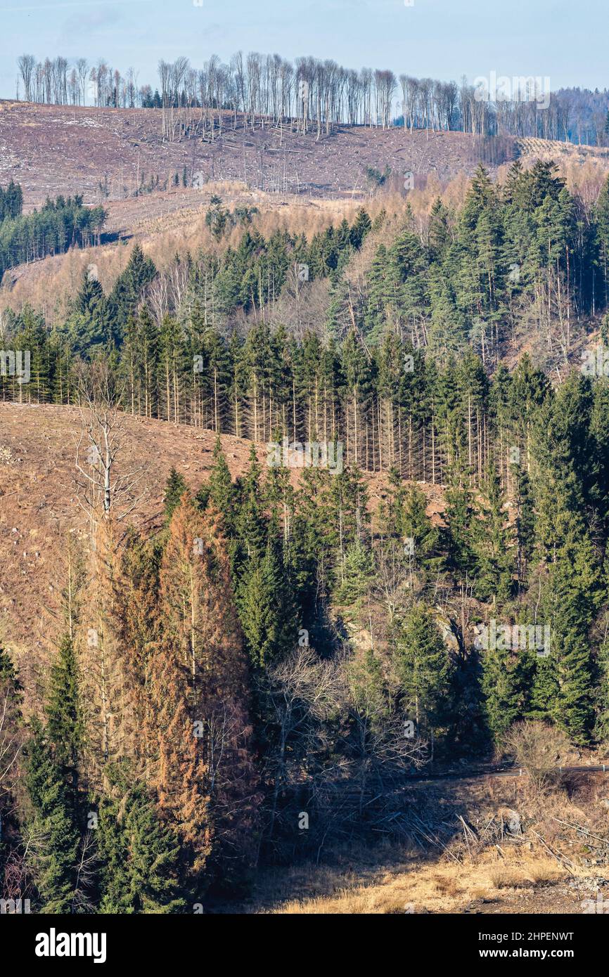 Deforestation. Cutting down trees on the hills. A disaster for the