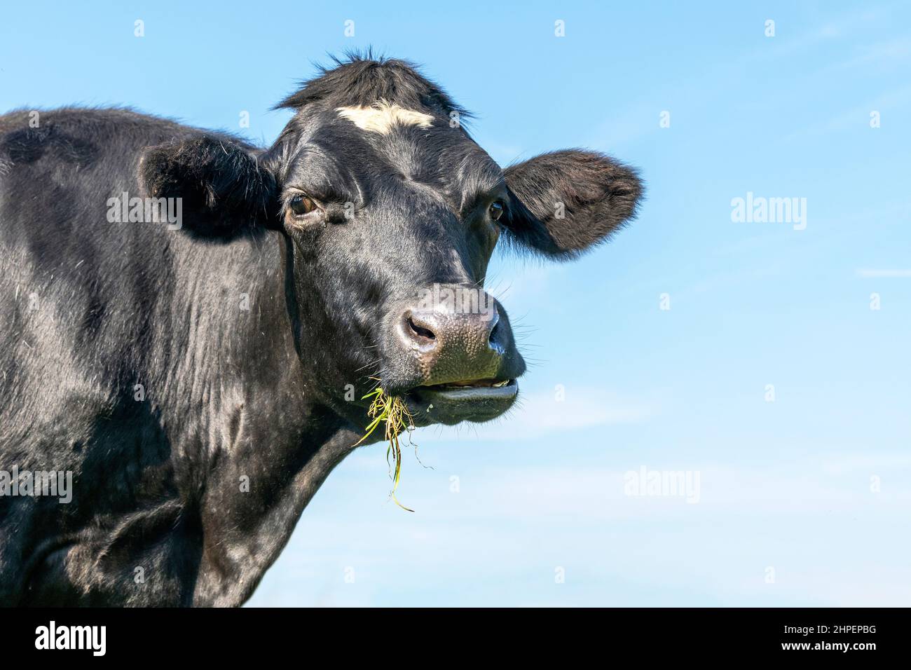 One cow chewing silly, black and white, eating blades of grass, looking naughty and a blue background Stock Photo