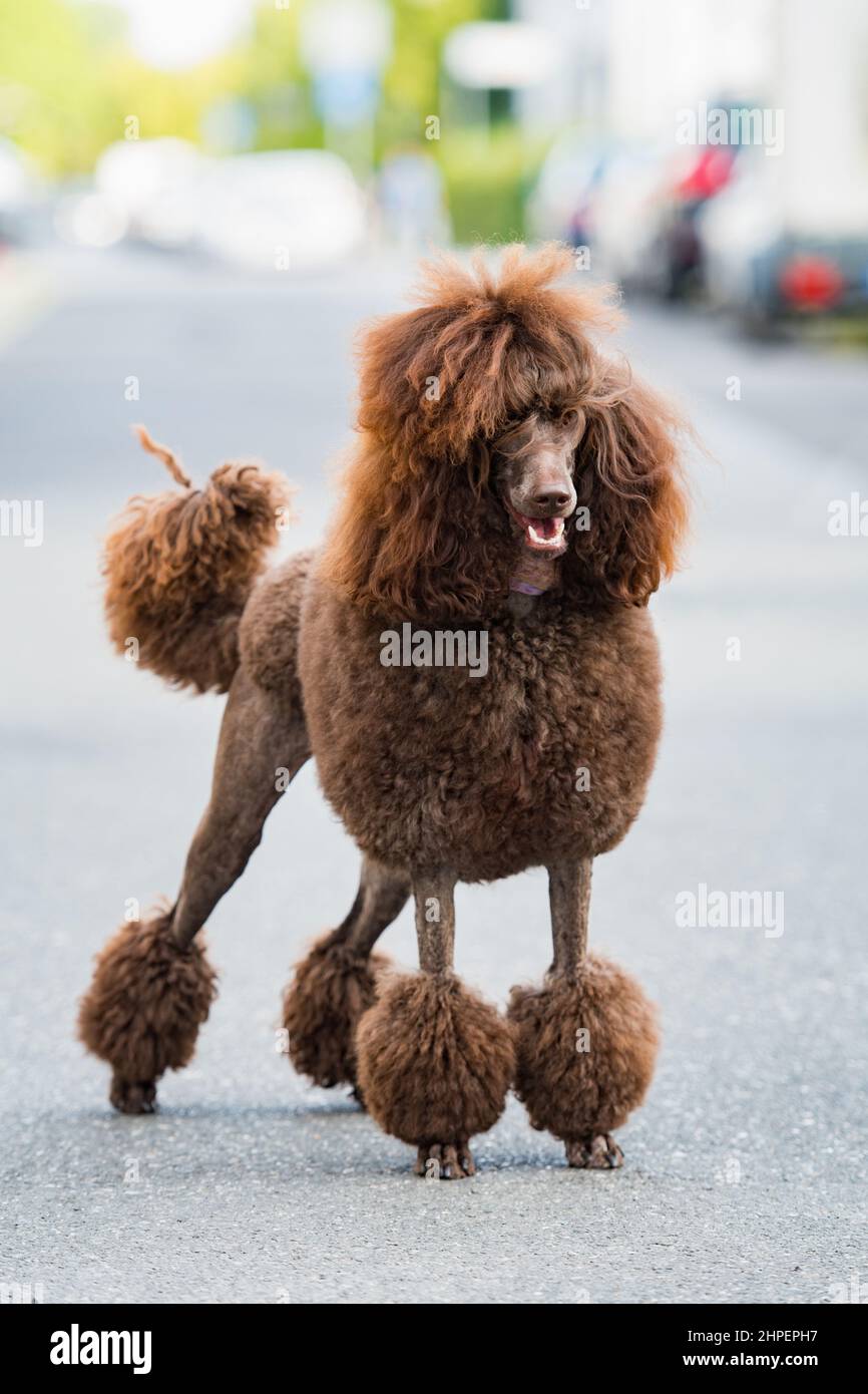 Кинг кокер спаниель. Кавалер кинг спаниель пудель. Китайский той пудель. Пудель персикового цвета. Кинг пудель.