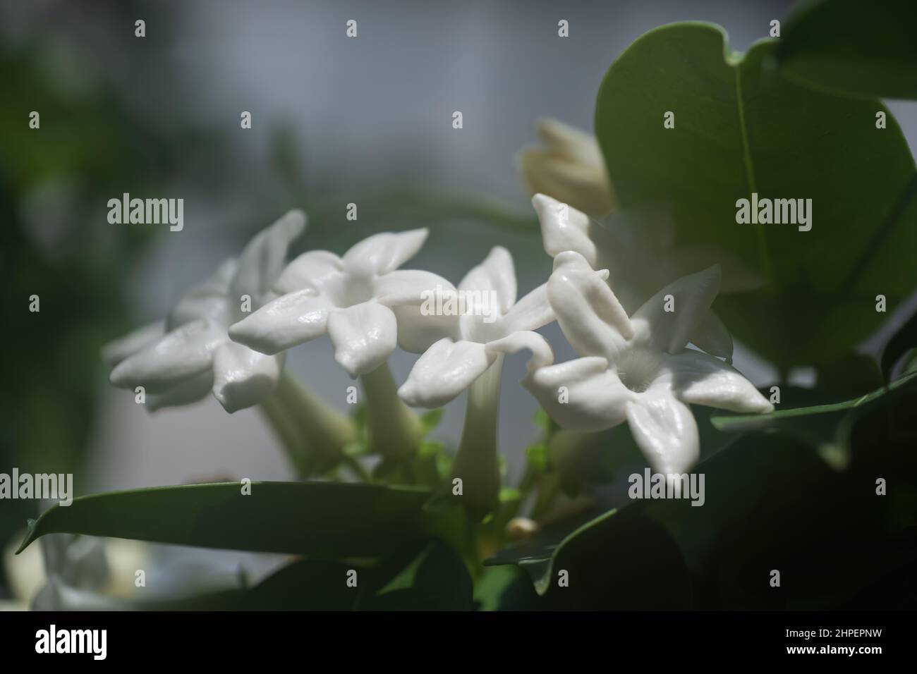 Stephanotis floribunda white waxy flowers, common names: Madagascar Jasmine, Waxflower, Hawaiian Wedding Flower or Bridal Wreath, flowering plant in t Stock Photo