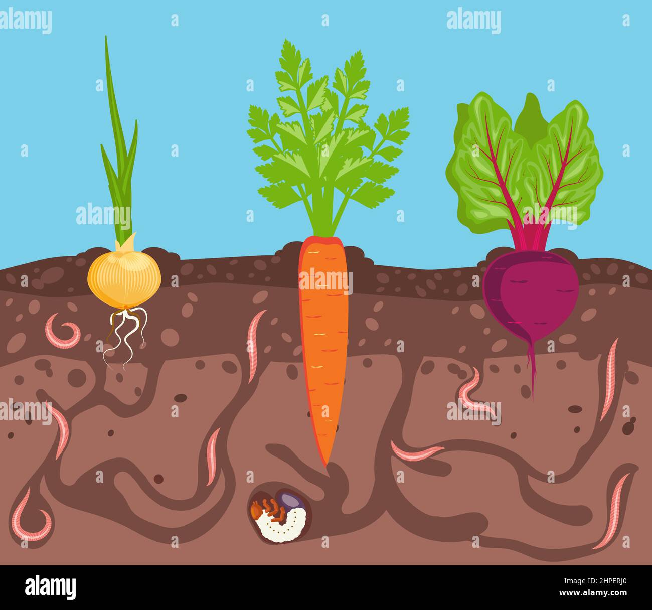 Root vegetables grow on a bed in the soil. Worms are pests of plants in