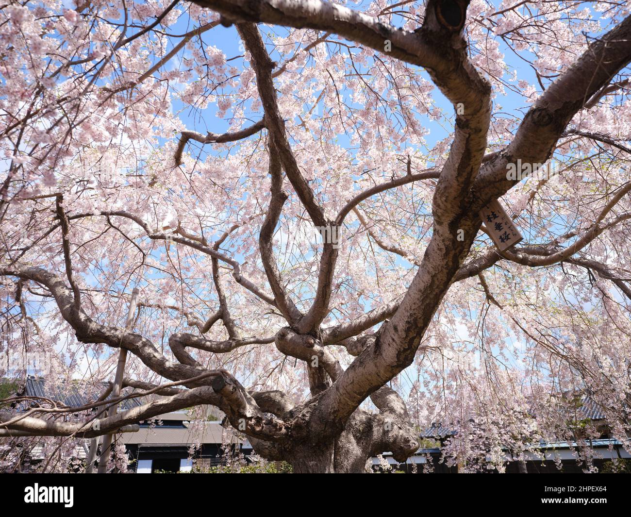 Full bloom weeping cherry hi-res stock photography and images - Alamy
