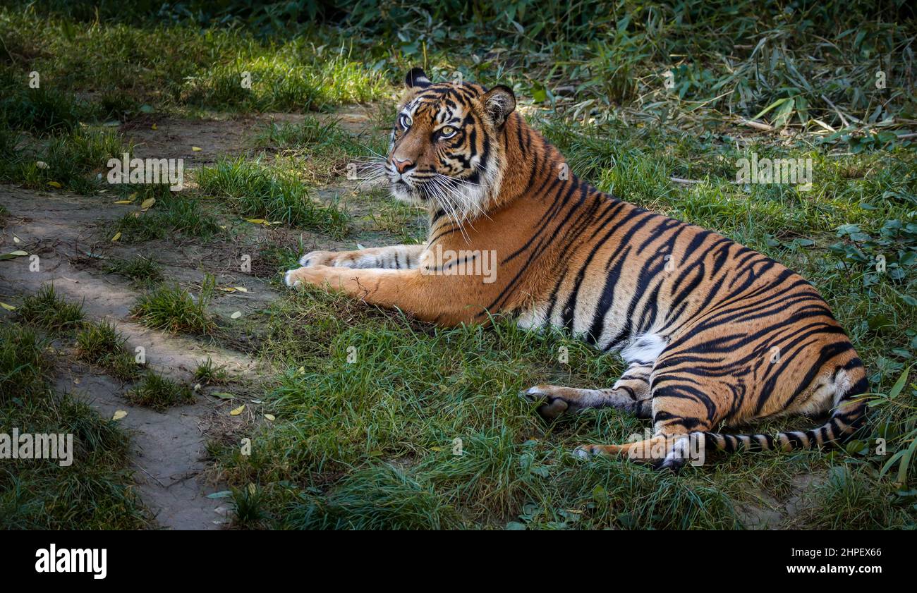 Malayan Tiger in Zoological Garden. Endangered Panthera Tigris Tigris Lying on Green Grass in Zoo. Stock Photo