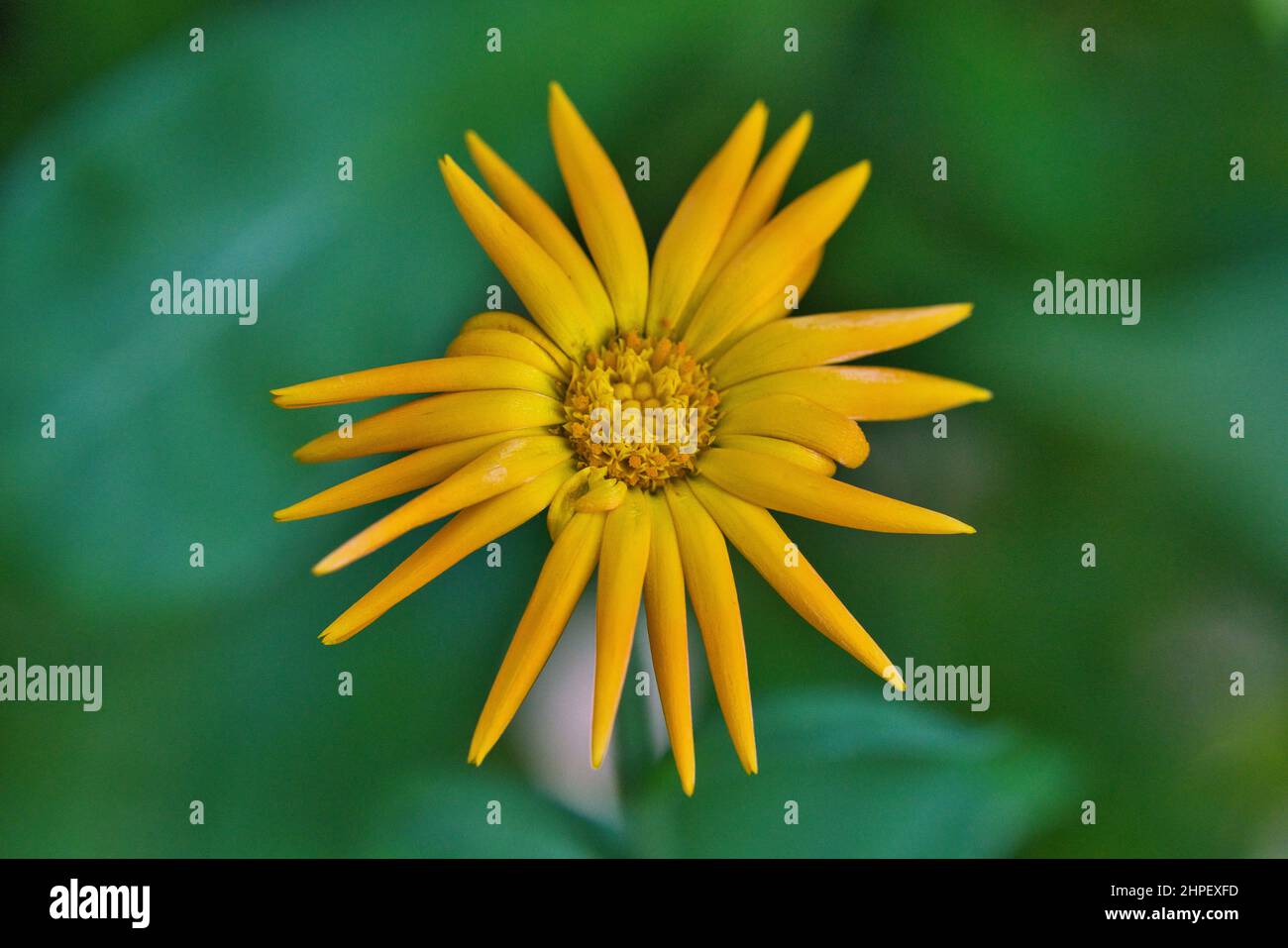 Yellow daisy-like flower from Leopard's bane, Doronicum plantagineum Stock Photo
