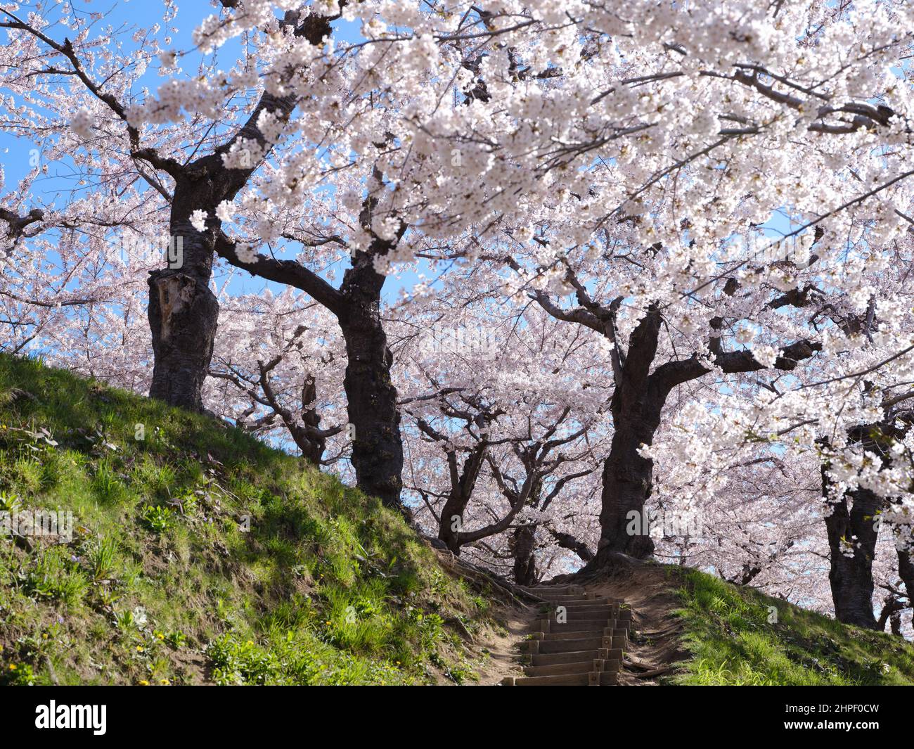 Cherry Blossom in Goryokaku Park, Hokkaido, Japan Stock Photo Alamy
