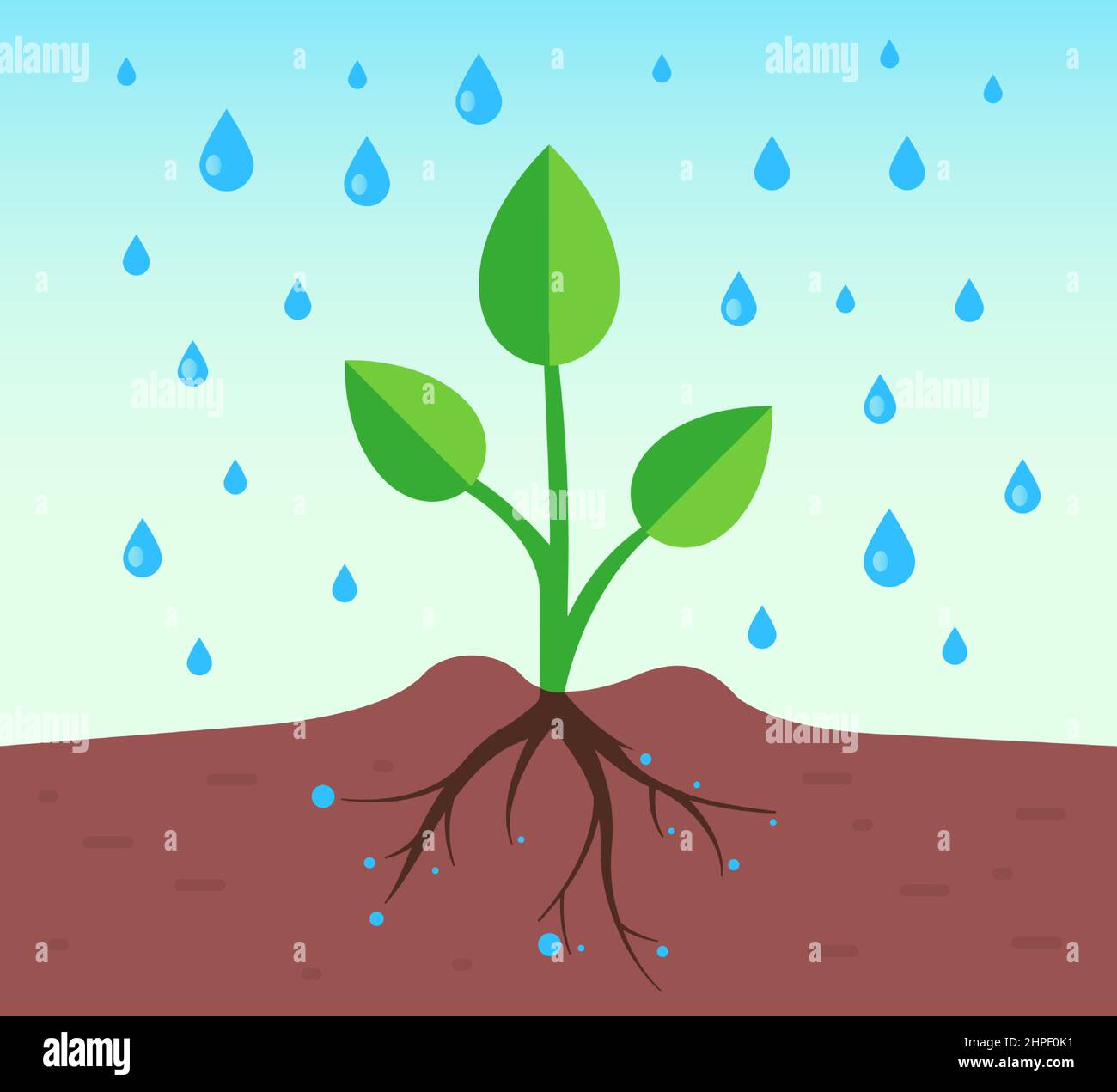 a plant with a root system pours rain. flat vector illustration. Stock Vector